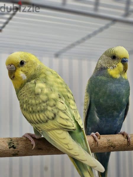Three beautiful budgies. One male and two females with cage. 2