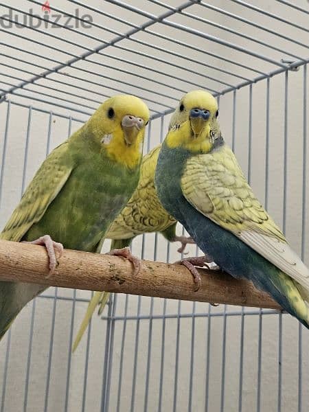Three beautiful budgies. One male and two females with cage. 3