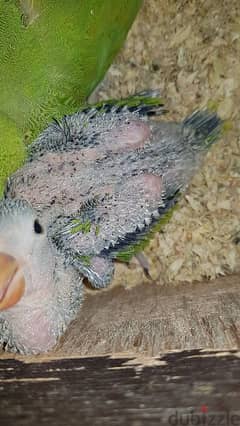 Green talking parrot chick