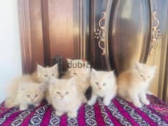 Persian kitten male and female available 2 months old