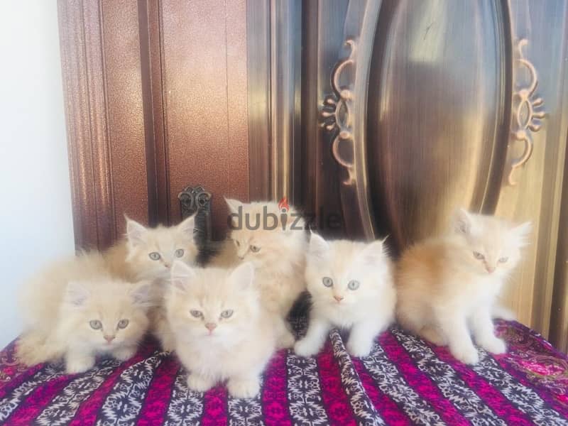 Persian kitten male and female available 2 months old 0