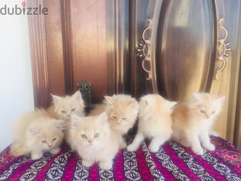 Persian kitten male and female available 2 months old 1