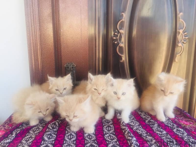 Persian kitten male and female available 2 months old 2