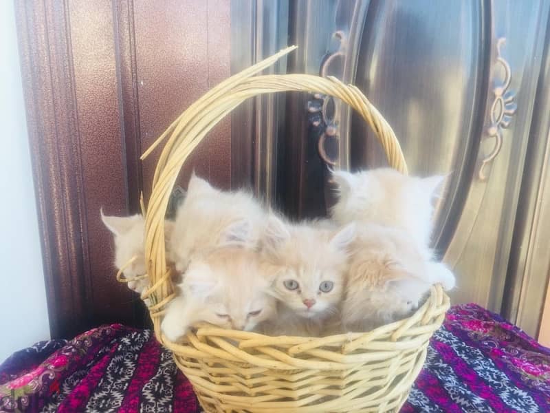 Persian kitten male and female available 2 months old 4