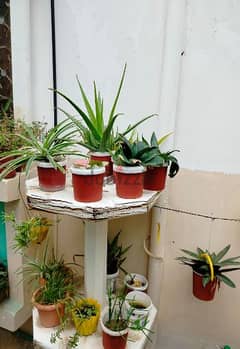 all plants for 45 rial