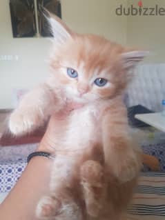 3 persian cat for sale 2 months old