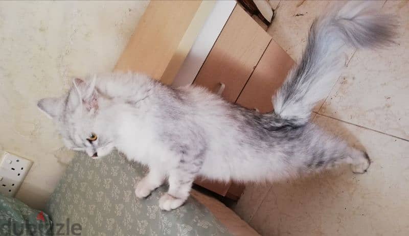 Pure Persian Breed Male & Female Cats Age 16 Months very Healthy 2
