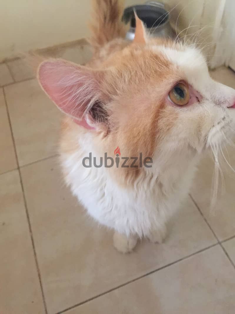 Pure Persian Breed Male & Female Cats Age 16 Months very Healthy 6