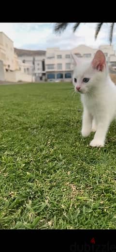 Turkish angora kittens 0