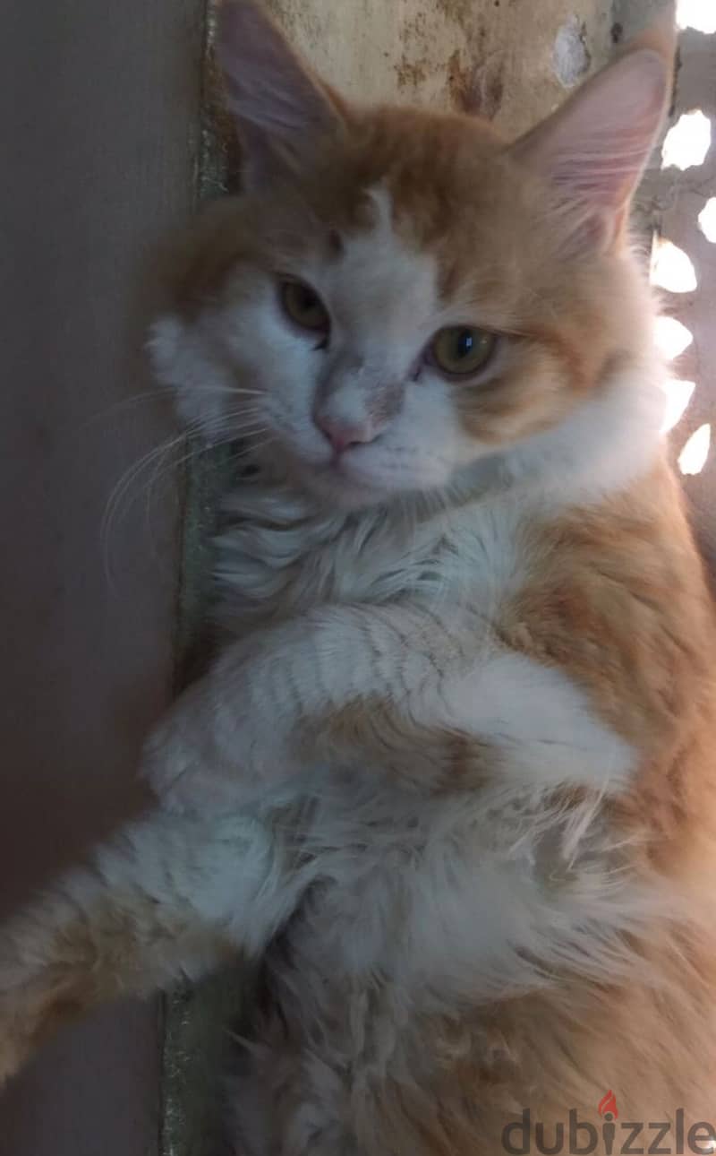 Pure Persian Breed Male & Female Cats Age 16 Months very Healthy 3