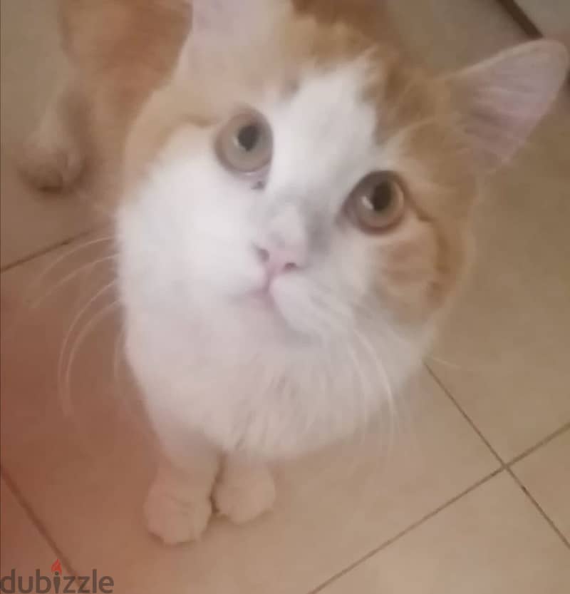Pure Persian Breed Male & Female Cats Age 16 Months very Healthy 4