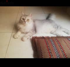 Pure Persian Breed Male & Female Cats Age 16 Months very Healthy 0