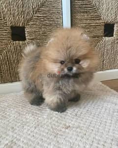 Pure Pomeranian Puppies for sale