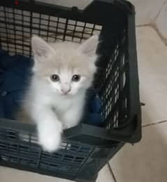 4 Cute Pure Persian Kittens Each 55 Riyal All 200 Delevery Possible