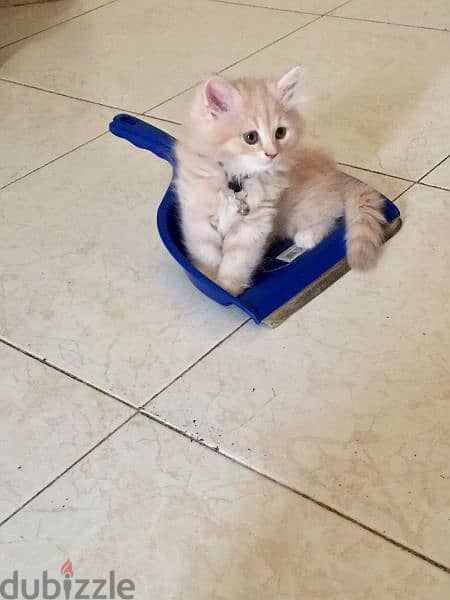 4 Cute Pure Persian Kittens Each 55 Riyal All 200 Delevery Possible 1