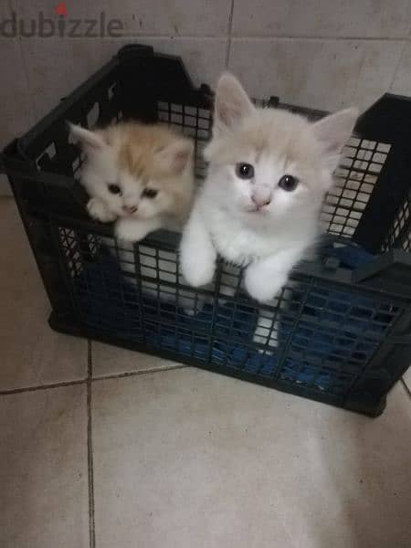 4 Cute Pure Persian Kittens Each 55 Riyal All 200 Delevery Possible 2