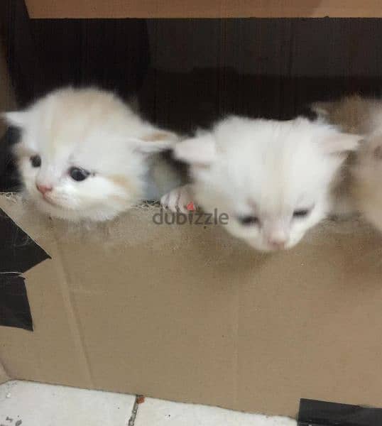 4 Cute Pure Persian Kittens Each 55 Riyal All 200 Delevery Possible 3