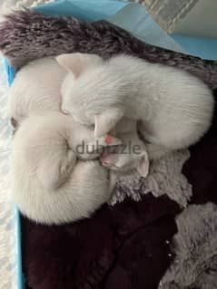 3 rescued wild kittens