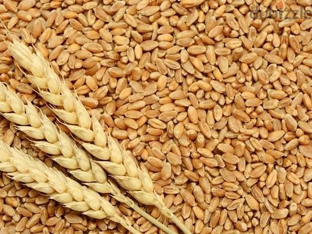 Maize wheat oats barley sailyg wheat straws hey and many more 3