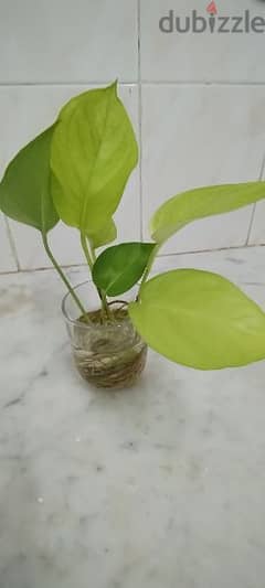 money plants for sale
