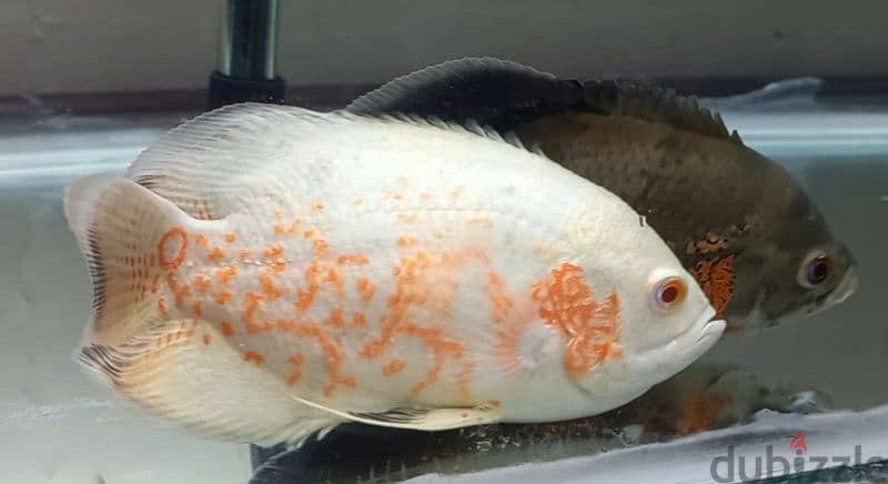 big Oscar fish for sale urgent 1