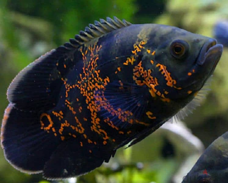 big Oscar fish for sale urgent 2