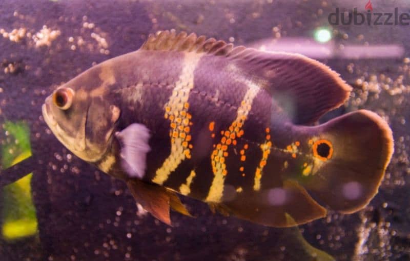 big Oscar fish for sale urgent 3