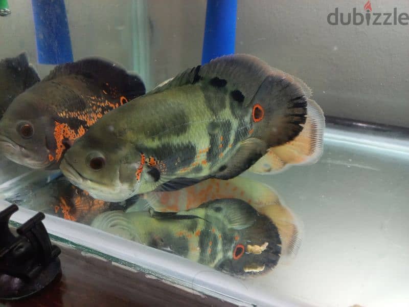 big Oscar fish for sale urgent 4