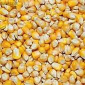 Maize