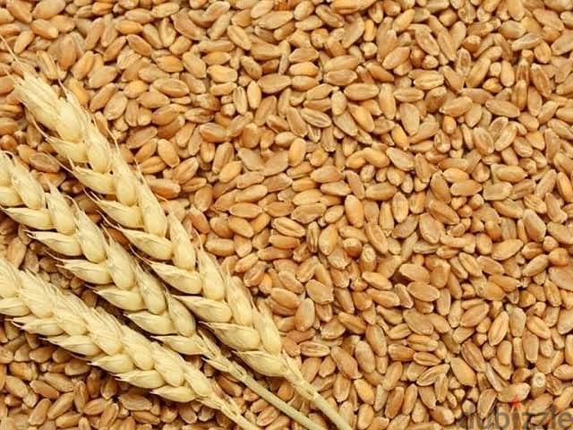 Maize wheat oats rice wheat straws wheat burn rice polish silaj 4