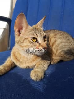 Cat for Adoption (1 year old, female, Free)