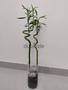 Darcaena and Greenkin lucky bamboo plant