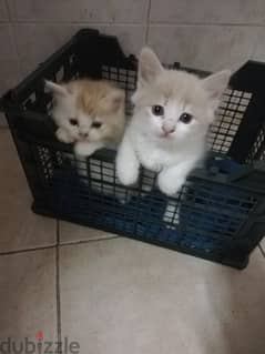 Pure Persian 4 Kitten Very Cute age 1 Month 2 Weeks  Whatsap 79146789 0
