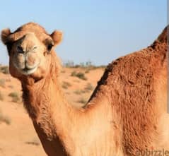 fresh Camel meat available
