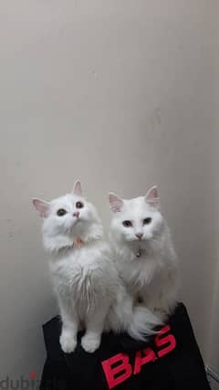 Turkish Angora Cats With accessories 0