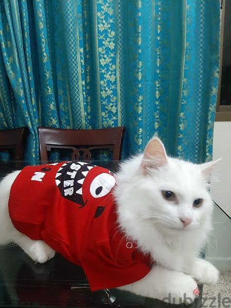 Turkish Angora Cats With accessories 1