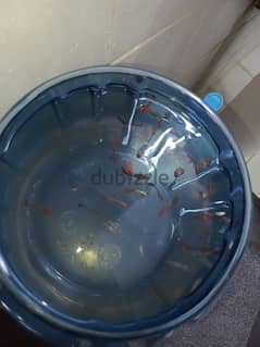 very nice guppy pegnet guppy home breeding guppy available colour full