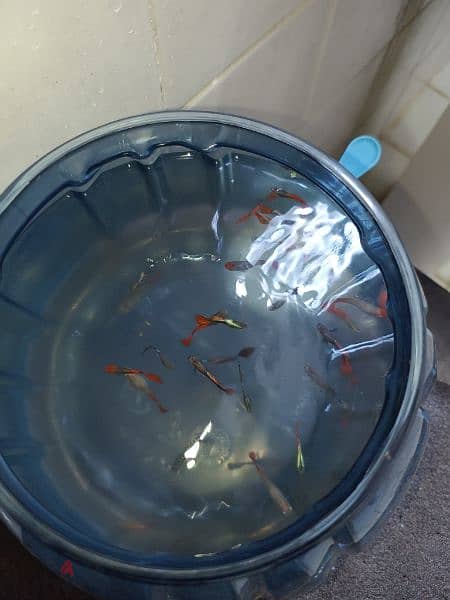 very nice guppy pegnet guppy home breeding guppy available colour full 1