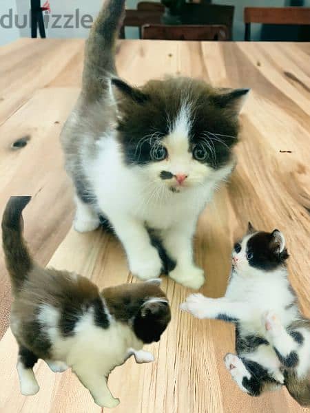 kittens for sale 4