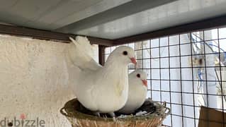 Pure White Pigeons