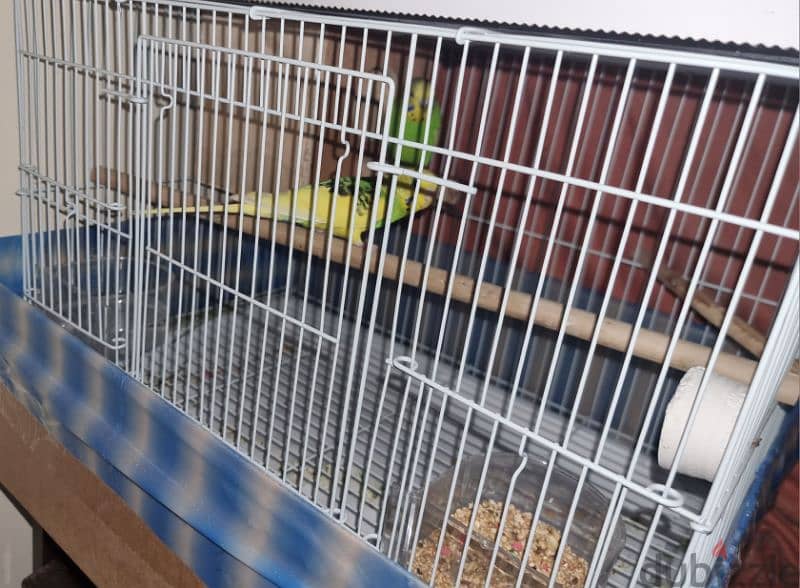 Budgies with everything 1
