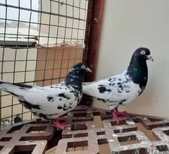 teddy pigeon For sale