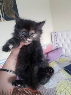 persian cat for sale 2 months old