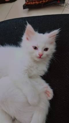 turkish angora kitten 0