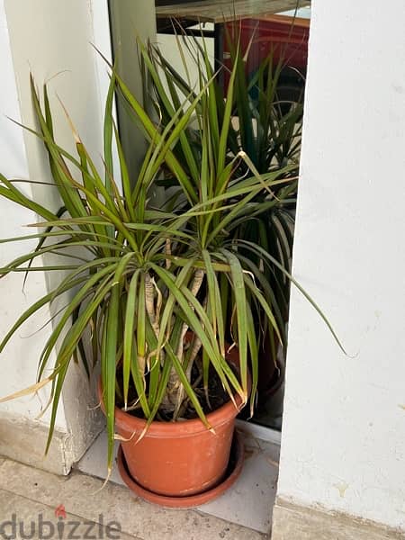 plants for sale, 1