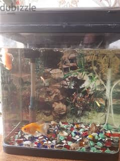 Sale fish with tank