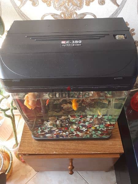 Sale fish with tank 2