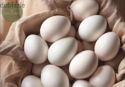 ORGANIC FARM EGGS