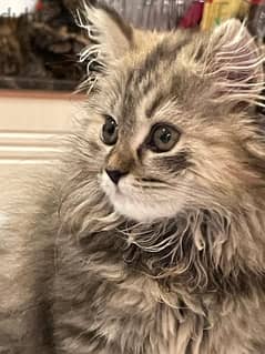 10 weeks Old Persian Kittens for Sale