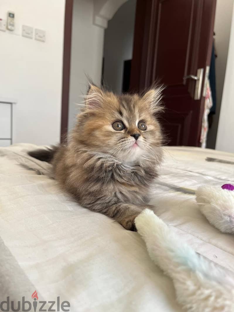 Persian Kittens for Sale 6